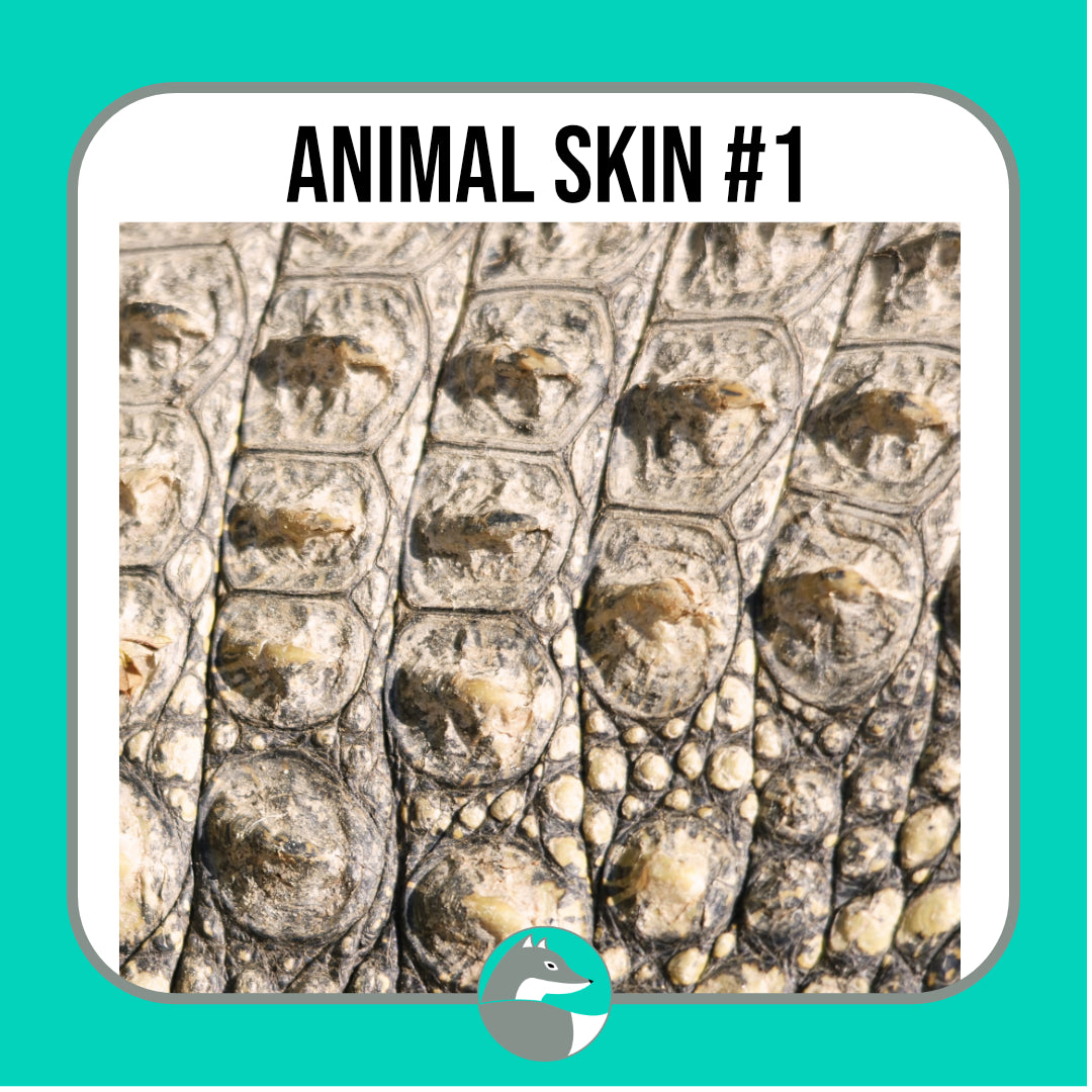 Animal Skin Scales AZ52774 | Beige Scales Tan Animal Skin Textured